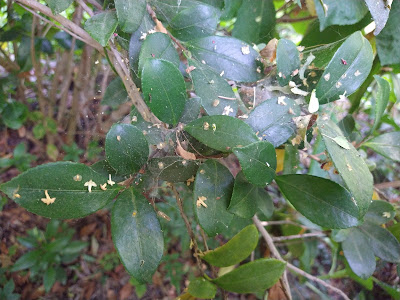Spider mite webs on camellia leaves