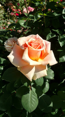 Peach colored rose