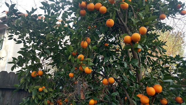 Orange tree