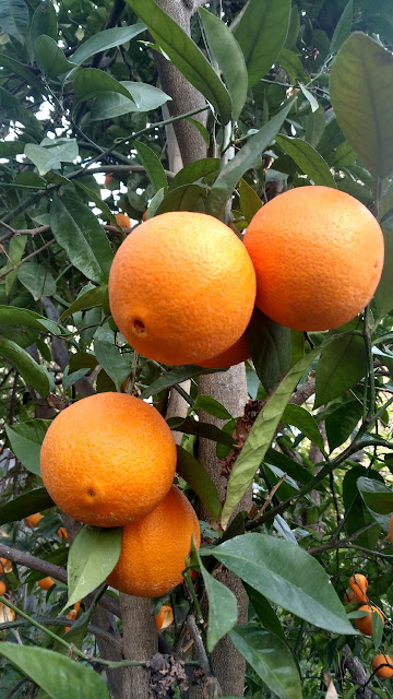 Oranges on tree