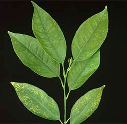 Blotchy green citrus leaves