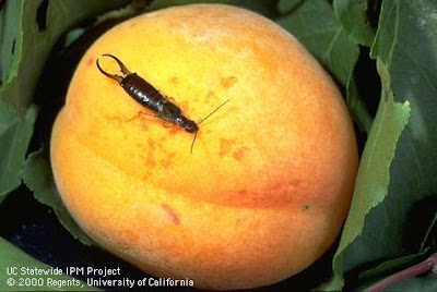 Earwig on an apricot