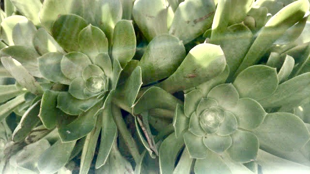 Succulent with damage