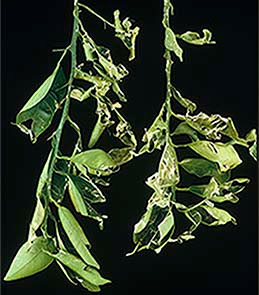 Damaged citrus leaves