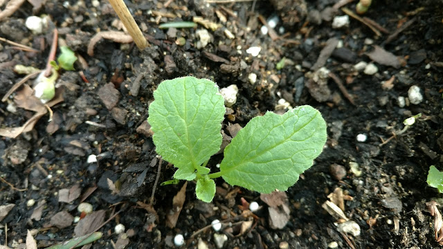 Beet seedlings