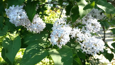 Lilac blooms