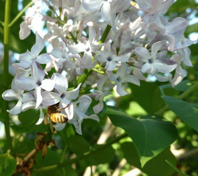 Bee on a lilac blossom