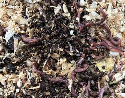worms-in-bedding.jpg