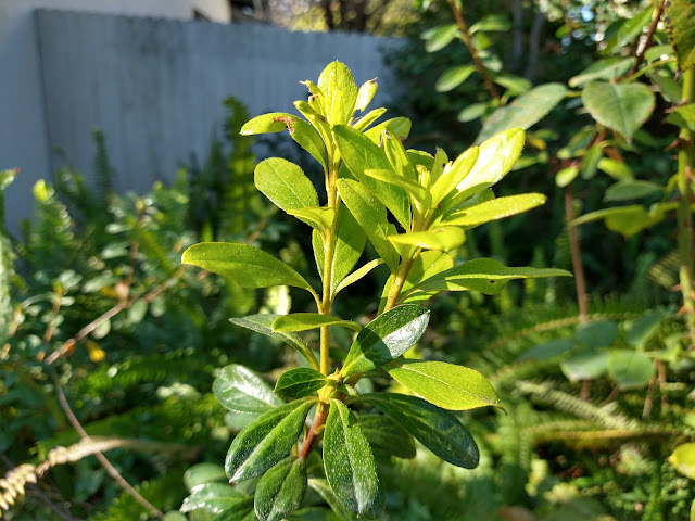 Azalea leaves with yellowing