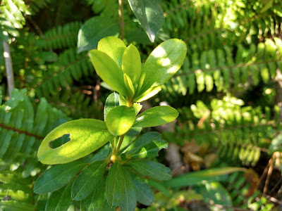 Azalea in shadow