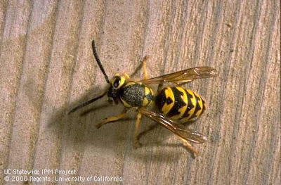 Yellowjacket on a piece of wood