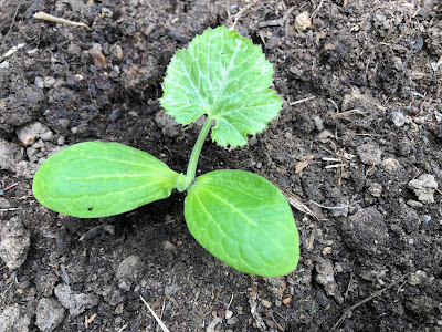 Small squash plant in soil