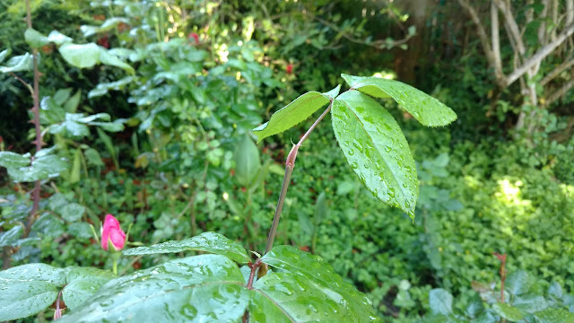 Green shoot with no bud on a rose bush