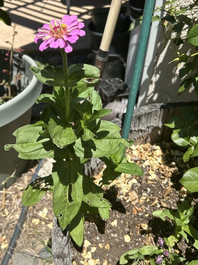 Zinnia with ragged leaves