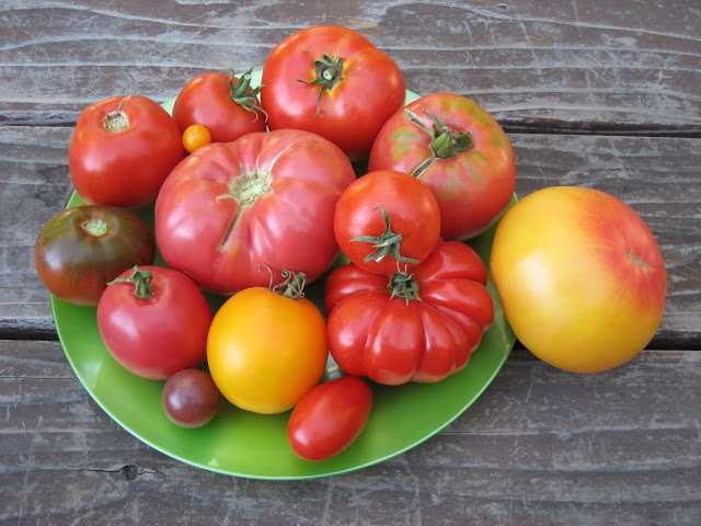 Tomatoes of many colors on a green plate