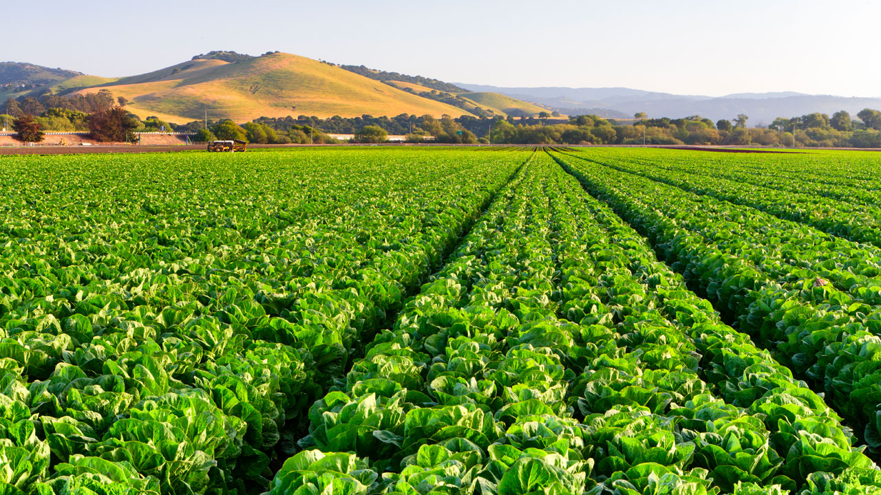 Rows of lettuce in front of brown foothills