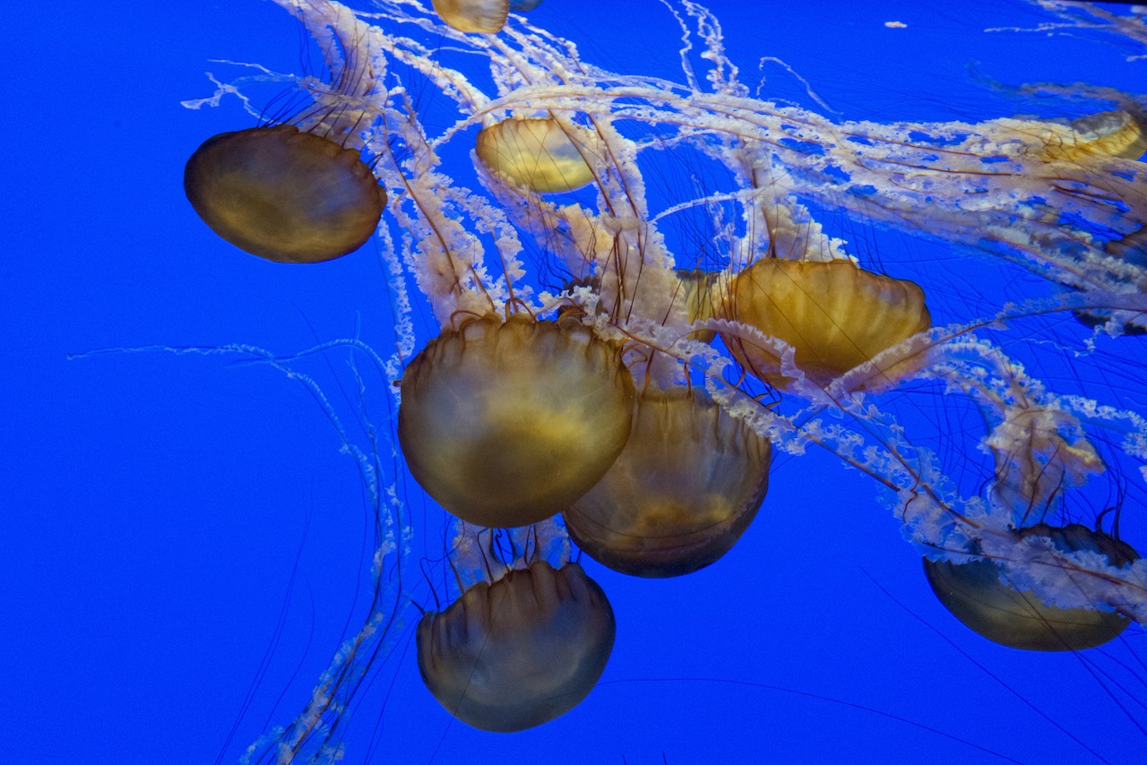 Jellyfish in an aquarium tank