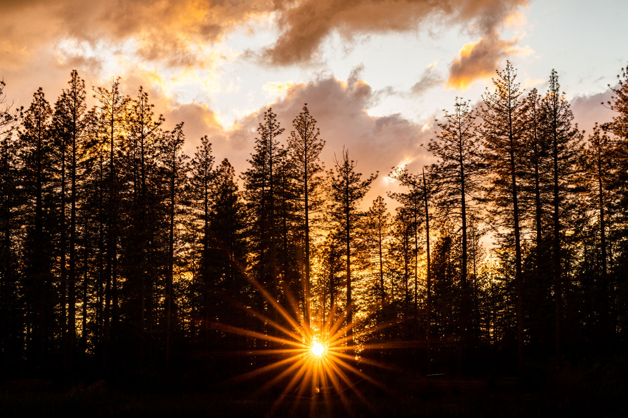 Sun setting behind evergreen trees