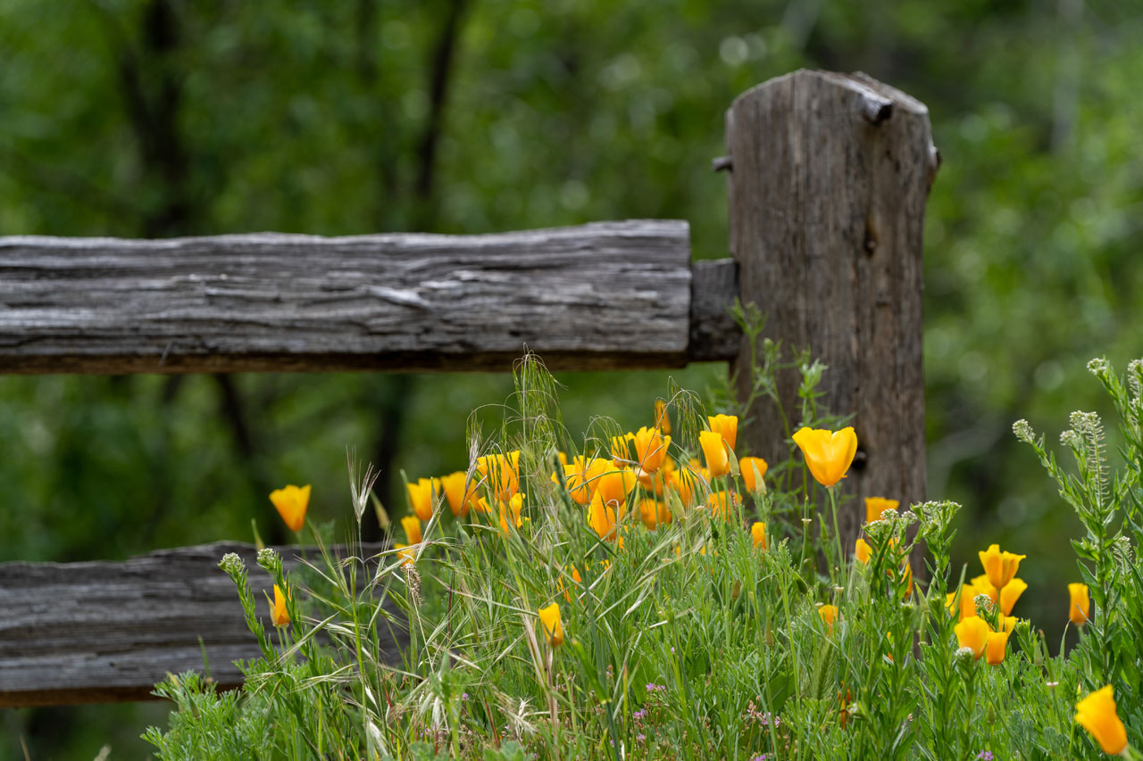 Poppies in front of a rough wooden fence