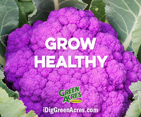 Picture of a purple cauliflower, that says "Grow Healthy"