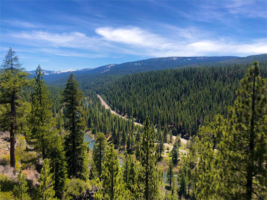 Aerial view of a forest under blue skies