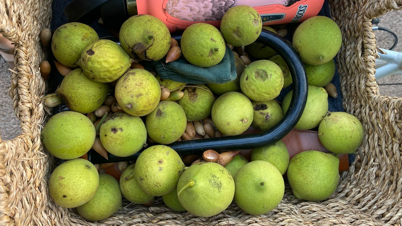 Closeup of a bicycle basket filled with black walnuts and acorns
