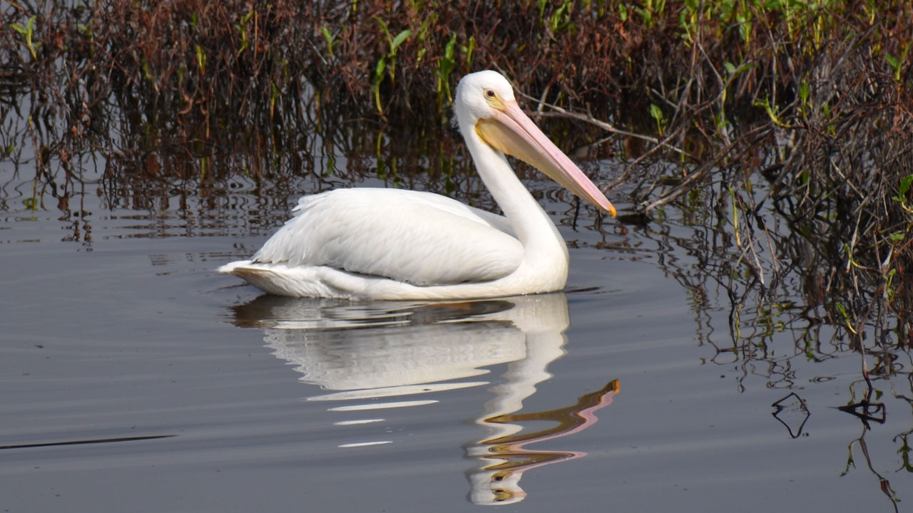 White pelican swimming, reflected in the water below