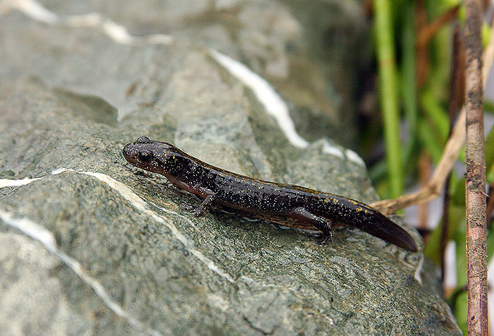 Dark salamander on light gray rock