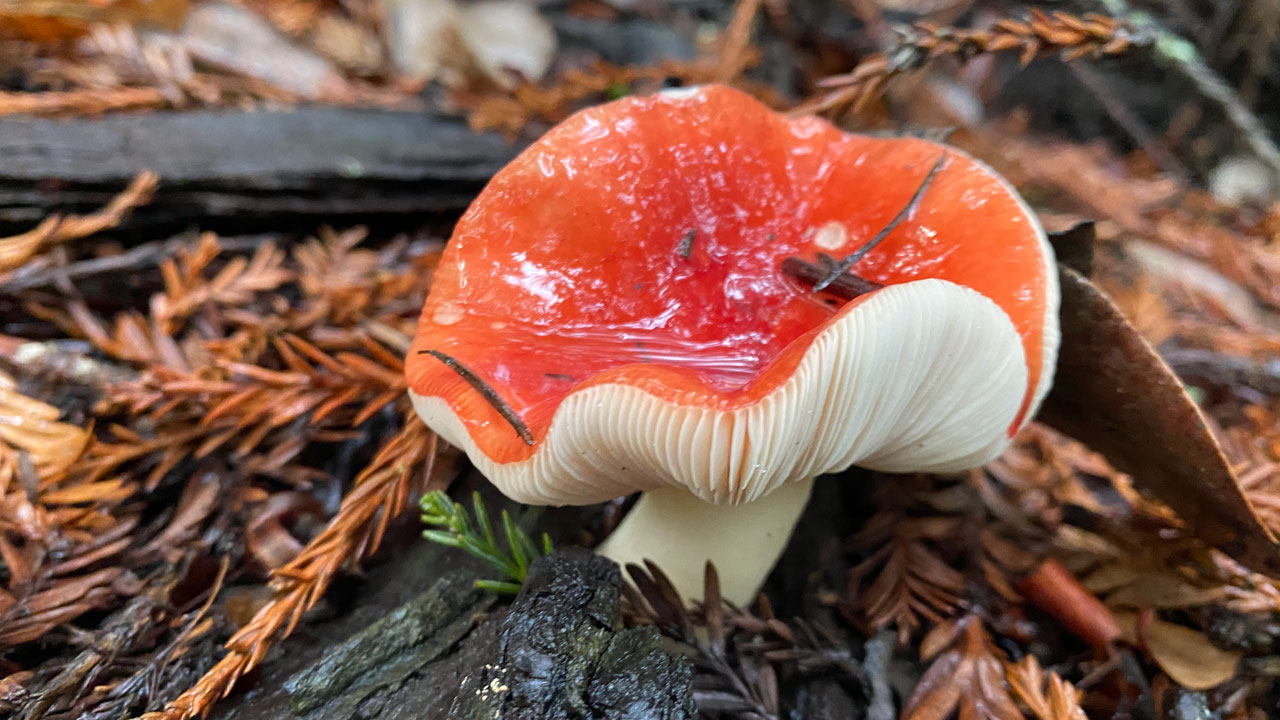 Red mushroom on forest floor