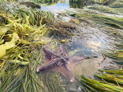 Starfish and sea grass in tidepools