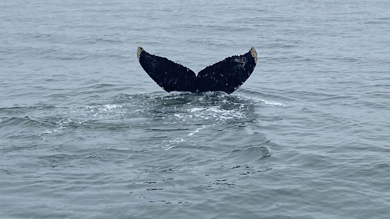 Whale tail sticking out of a calm ocean