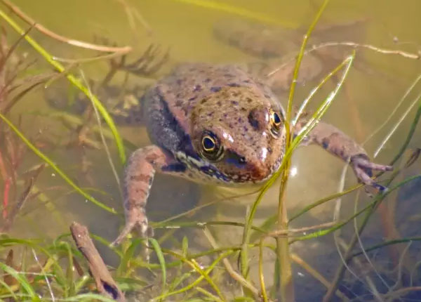 Frog floating in a pond
